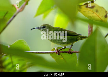 Red-legged Honeycreeper (weiblich) - La Laguna del Lagarto Lodge, Boca Tapada, San Carlos, Costa Rica Stockfoto