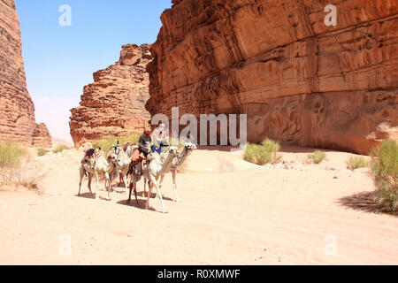 Zwei Beduinen in traditioneller Kleidung mit fünf Kamele Dromedare Wüste im Wadi Rum, Jordanien, Naher Osten Stockfoto