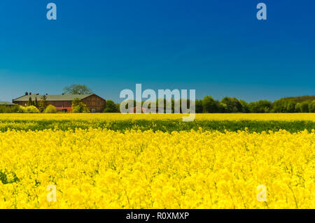 Eine malerische Landschaft Blick auf gelbe Blumen Raps (Brassica napus) mit einem roten Backstein Bauernhaus im Hintergrund und einem schönen blauen Himmel... Stockfoto