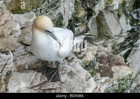 Eine nördliche Gannett ruht auf einem Chalk Ledge, Bempton Cliffs, Yorkshire, Großbritannien Stockfoto