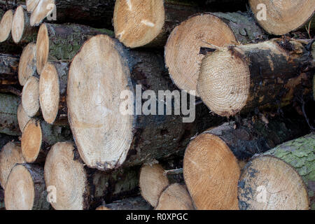 Schnittholz Log Stapel Stockfoto