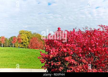 Herbstlaub im Nordosten von Ohio umfasst eine Euonymus alatus, als die Rote brennende Busch, die im Herbst eine malerische Landschaften bekannt Stockfoto