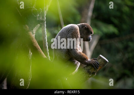 Gemeinsame Wollaffen (Lagothrix lagotricha), Captive, in einem offenen Gehäuse. Stockfoto