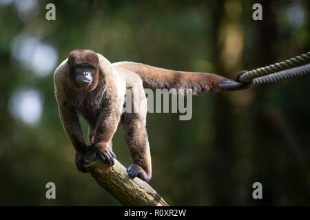 Gemeinsame Wollaffen (Lagothrix lagotricha), Captive, in einem offenen Gehäuse. Stockfoto