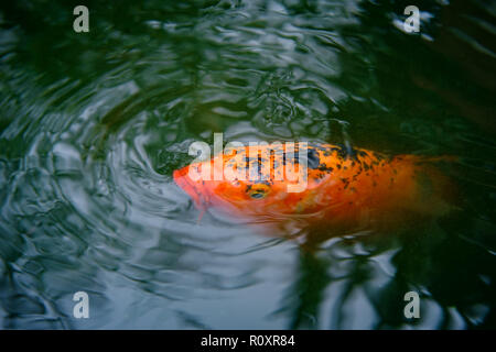 Dekorative koi Karpfen Fütterung in Wasser Garten Stockfoto