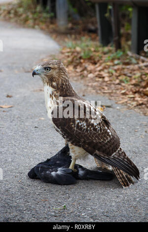 Ein jugendlicher Red-tailed Hawk (Buteo Jamaicensis) mit einer Taube in seinen Krallen sitzen auf dem Bürgersteig. Brooklyn, New York. Stockfoto