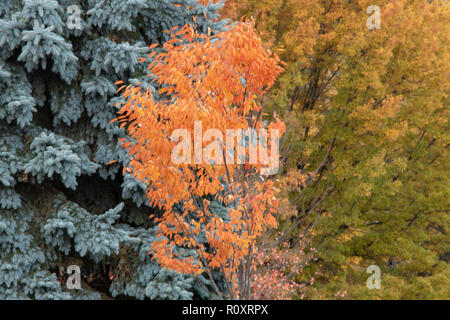 Die Farben der Herbstblätter Stockfoto