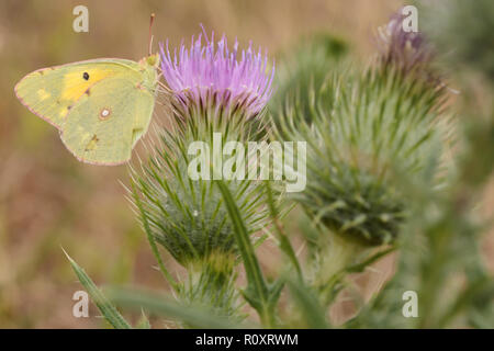 Getrübt gelb (Colias croceus) Schmetterling. Surrey, Großbritannien. Stockfoto