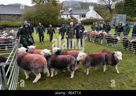 Beurteilung Herdwick-schafe, Walna Narbe Hirten Treffen, Broughton Mills, Cumbria, November 2018. Eine traditionelle jährliche Lake District Schaf Show. Stockfoto