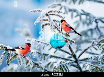Weihnachtskarte natürliche Landschaft mit zwei Vogel Dompfaff auf eine festliche mit glänzenden Raureif und ein Glas Spielzeug ball Sitzen im Winter Park Fichte Stockfoto