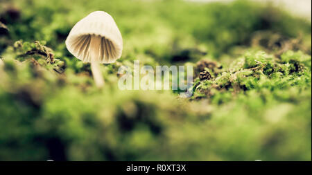 Psilocybe semilanceata unter den grünen Moos von einem niedrigen Winkel gesehen Stockfoto