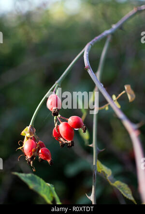 Hund Hagebutten, Warwickshire, Großbritannien Stockfoto