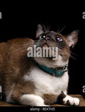 Schöne tabby Katze suchen, studio Shot, schwarzer Hintergrund, Porträt isoliert Stockfoto