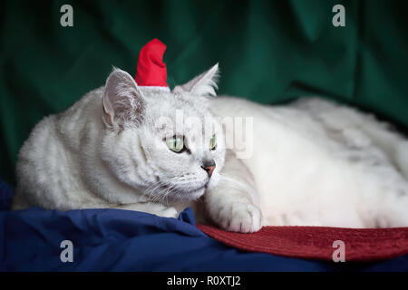 Schöne große respektable faul, Silber britische Katze mit Intelligent, aufmerksam die Augen rot Mütze, lustig, humorvoll inländischen Santa Claus, auf lebhaften hellen Hintergrund Stockfoto