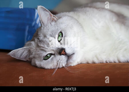 Große silberne Britische Katze mit intelligenten, schöne nachdenkliche, verträumte grüne Augen ruhen auf der Couch und schauen uns aufmerksam Stockfoto