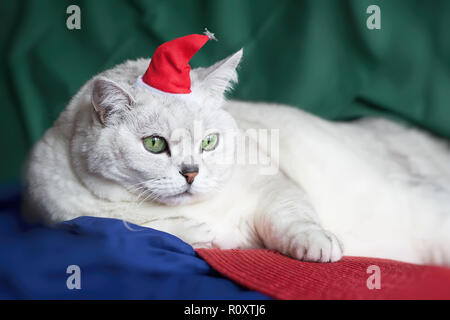 Close-up schöne, helle Schatten britische Katze mit intelligenten, wunderschöne grüne Augen, rote Mütze, lustig, humorvoll inländischen Santa Claus, auf lebhaften hellen Hintergrund Stockfoto