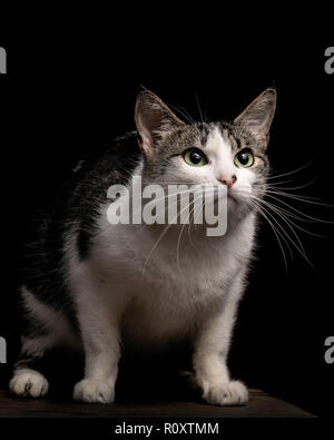 Schöne tabby Katze suchen, studio Shot, schwarzer Hintergrund, Porträt isoliert Stockfoto