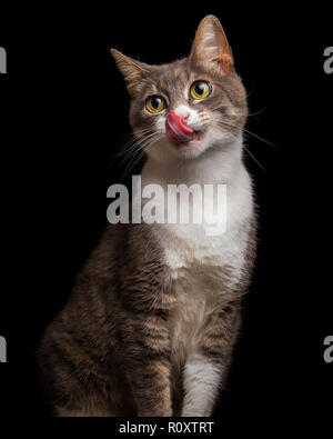 Schöne, niedliche und verspielte tabby Katze lecken Nase, closeup Studio Portrait auf schwarzem Hintergrund Stockfoto