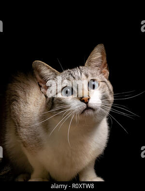 Schöne tabby Katze suchen, studio Shot, schwarzer Hintergrund, Porträt isoliert Stockfoto