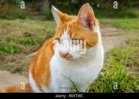 Pet-Ginger tabby Katze mit grünen Augen draußen im Hof vor Stockfoto
