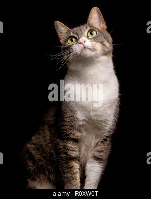 Schöne tabby Katze suchen, studio Shot, schwarzer Hintergrund, Porträt isoliert Stockfoto