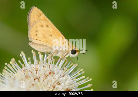 Fiery Skipper, Hylephila phyleus, auf buttonbush, Cephalanthus occidentalis bezeichnet Stockfoto