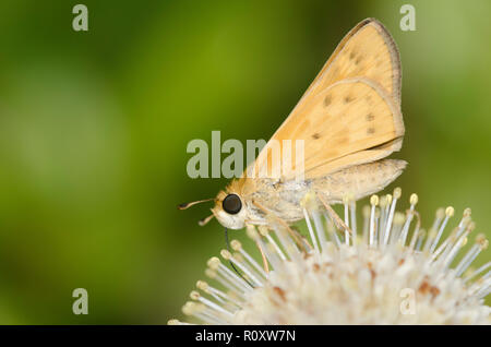 Fiery Skipper, Hylephila phyleus, auf buttonbush, Cephalanthus occidentalis bezeichnet Stockfoto