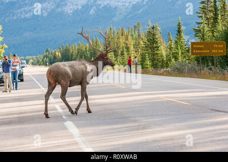 Dirty männliche Elch (Cervus canadensis) ist über die Straße im Jasper National Park. Alberta. Kanada Stockfoto