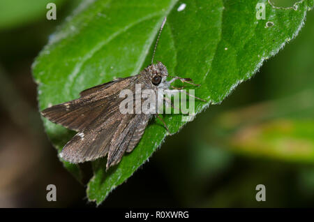 Gemeinsame Roadside-Skipper, Amblyscirtes vialis Stockfoto