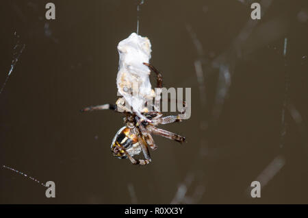 Orb Weaver, Metepeira sp. Weibchen mit eingewickelt Beute Stockfoto