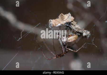 Orb Weaver, Metepeira sp., männlich Stockfoto