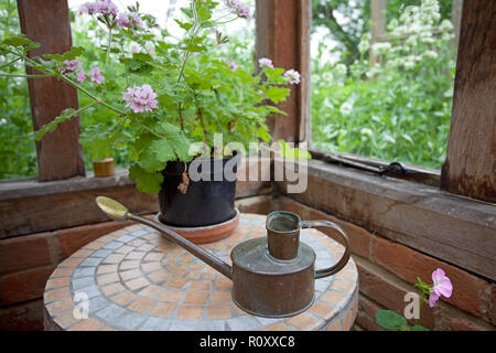 Duftende Geranie im Topf am Tisch Stockfoto