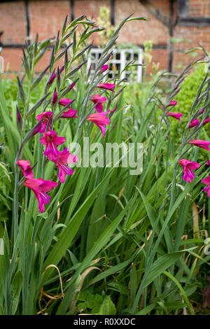 Gladiolus byzantinus im Cottage Garten Stockfoto