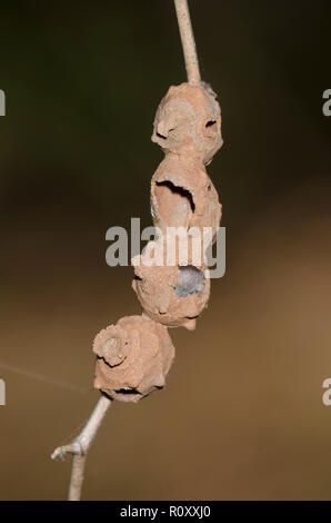 Potter Wasp, Eumenes sp., Nester Stockfoto