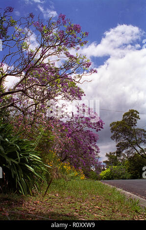 Einer ruhigen Vorstadtstraße in Pymble reist, einem nördlichen Vorort von Sydney, NSW, Australien Stockfoto