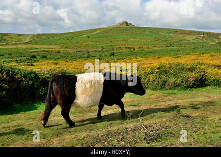 Belted Galloway Rinder im Haytor auf Dartmoor. Stockfoto