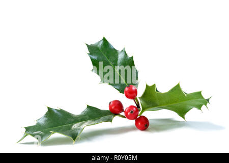 Weihnachten Holly mit roten Beeren. Traditionelle festliche Dekoration. Holly Zweig mit roten Beeren auf weißem Hintergrund Stockfoto