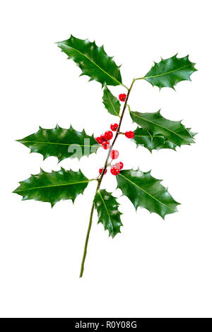 Weihnachten Holly mit roten Beeren. Traditionelle festliche Dekoration. Holly Zweig mit roten Beeren auf weißem Hintergrund Stockfoto