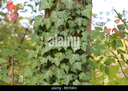 Ivy. kriechende Sträucher Festhalten an ihre adventivwurzeln der Wände, Baumstämme, und so weiter Stockfoto