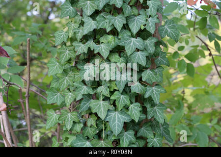 Ivy. kriechende Sträucher Festhalten an ihre adventivwurzeln der Wände, Baumstämme, und so weiter Stockfoto