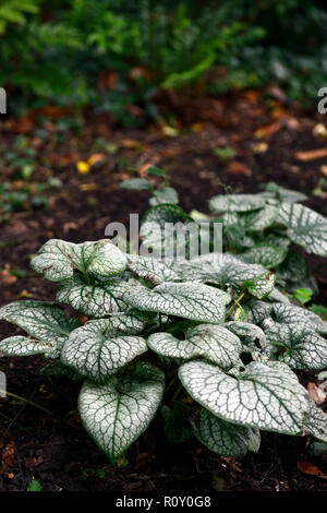 Brunnera macrophylla Jack Frost, Heartleaf brunnera, Sibirische bugloss, bunte, Laub, Blätter, Schatten, Schatten, Schatten, RM Floral Stockfoto