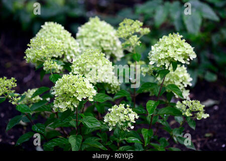 Hydrangea paniculata Limelight, Hortensien, weiß, grün, Blume, Blumen, Blüte, RM Floral Stockfoto