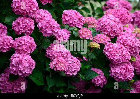 Hydrangea macrophylla, moppköpfe aus Hydrangea, Rosa, Blume, Blumen, Blütenstand, Hortensien, RM Floral Stockfoto