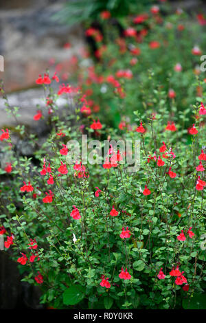 Salvia kann man Hot Lips, Salvia x vulgare Hot Lips, Salbei, Weisen, salvias, Rot, Weiß, duftend, Laub, RM Floral Stockfoto