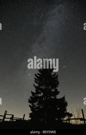Nightsky im Schwarzwald Nationalpark im August Stockfoto