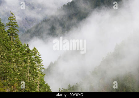 Misty Wälder, North Cascades Highway, Washington Stockfoto