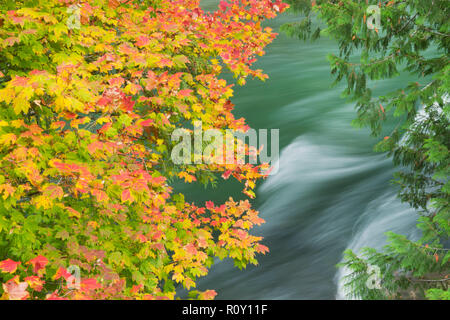 Weinstock Ahorn (Acer circinatum) im Herbst, Skagit River hinter Stockfoto