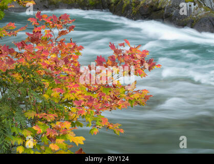 Weinstock Ahorn (Acer circinatum) im Herbst, Skagit River hinter Stockfoto