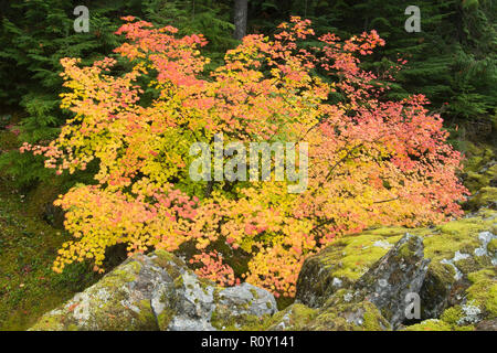 Weinstock Ahorn (Acer circinatum) im Herbst, North Cascades, Oktober Stockfoto