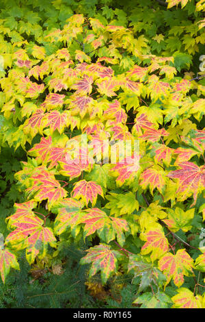 Weinstock Ahorn (Acer circinatum) im Herbst, North Cascades, Oktober Stockfoto